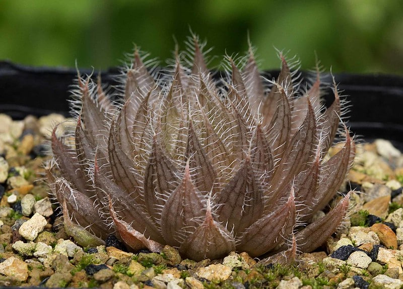 Haworthia bolusii