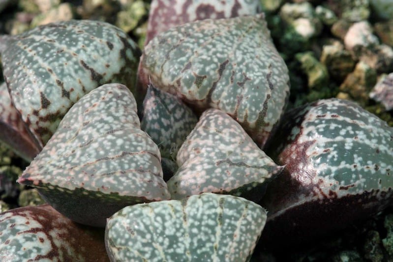 Haworthia emelyae