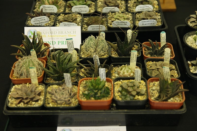 Haworthia Plant Care