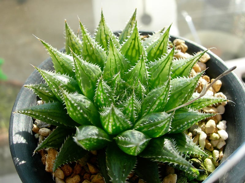 Haworthia cv.“Kegani“