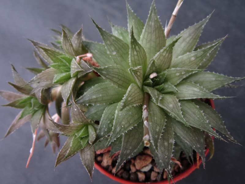Haworthia marumiana