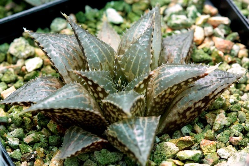 Haworthia mirabilis