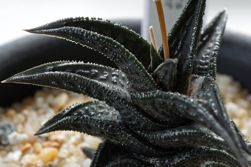 Haworthia nigra