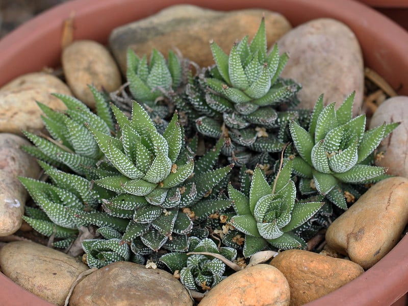 Haworthia reinwardtii