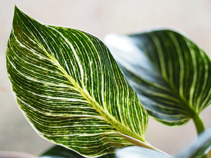 Repot Philodendron Birkin once a year