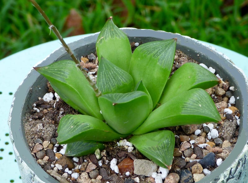 Haworthia retusa