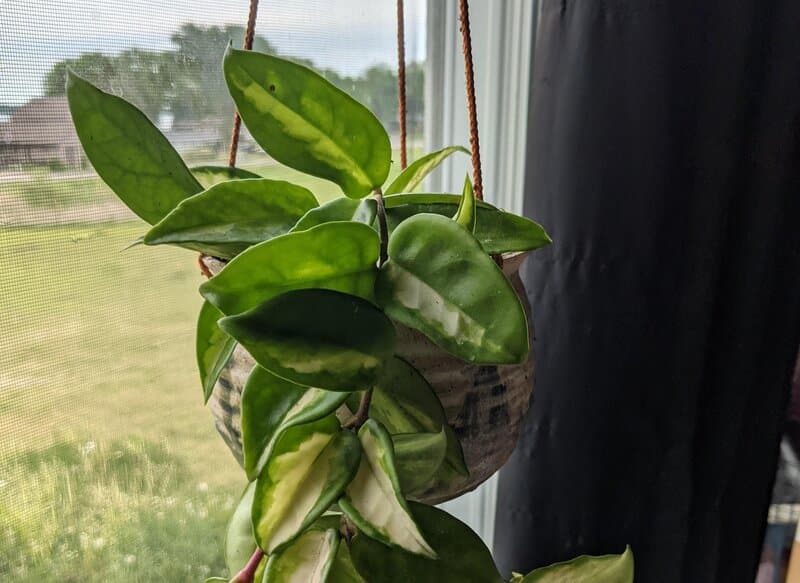 Hoya - Wax Plants