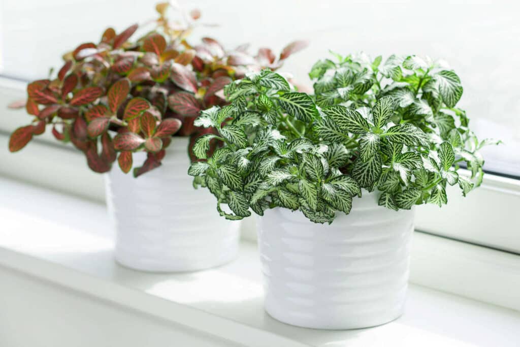 Non-Toxic Indoor Plants