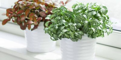 Non-Toxic Indoor Plants