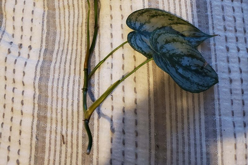 Propagation from Stem Cuttings