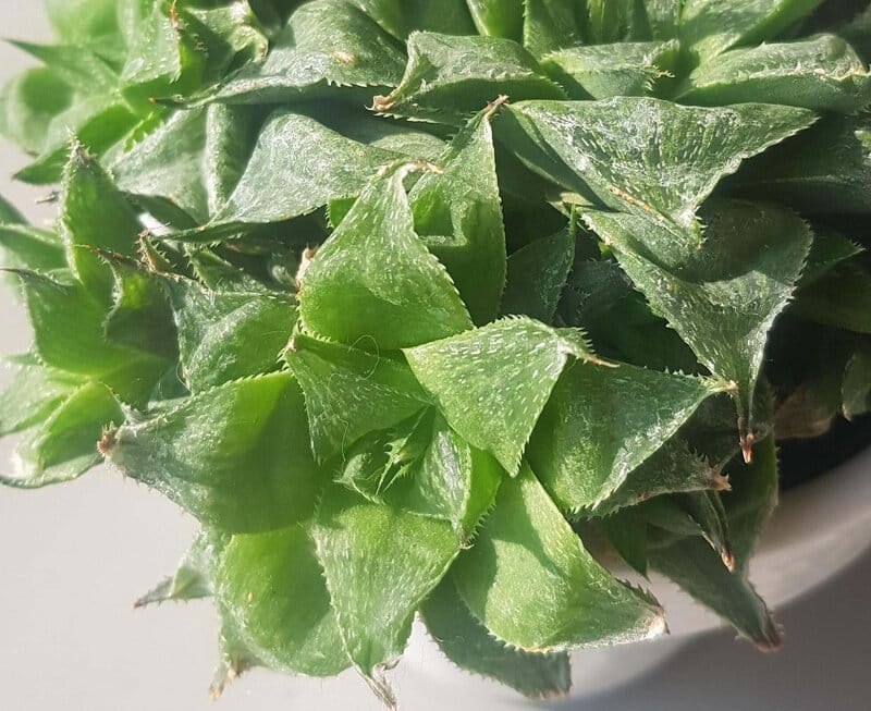 Pruning and Repotting H. Retusa