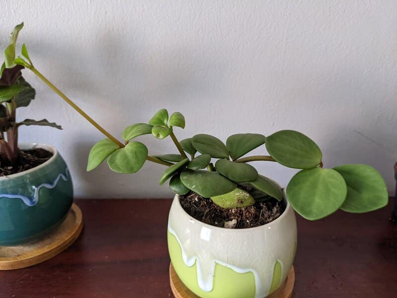 Peperomia Hope Propagation