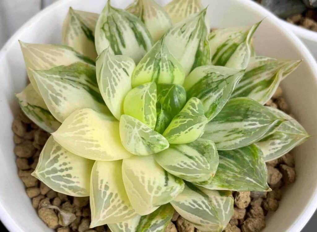 Haworthia Cymbiformis