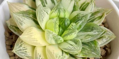 Haworthia Cymbiformis