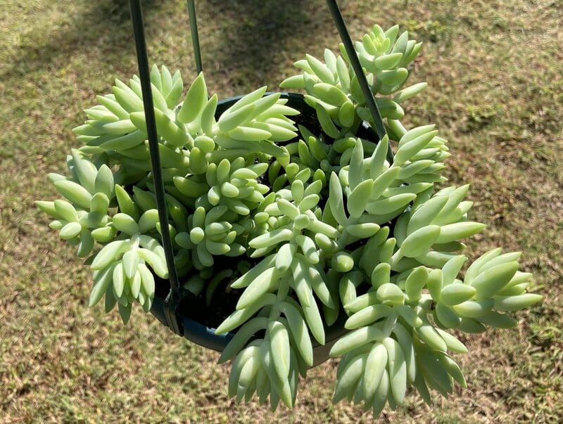 Donkey’s Tail