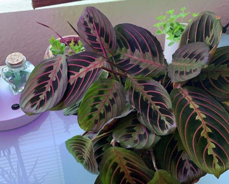 Prayer Plant