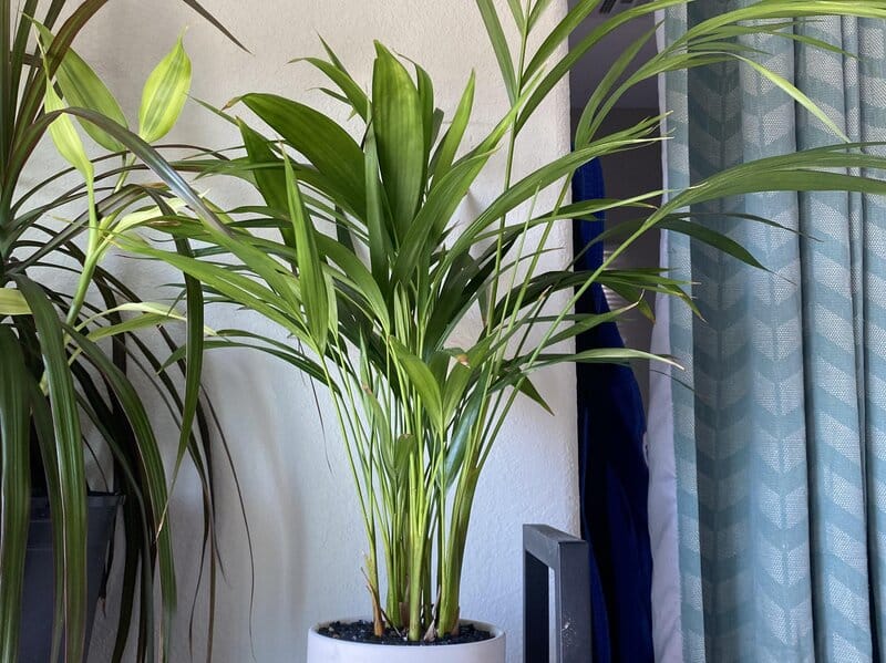 Areca Palm