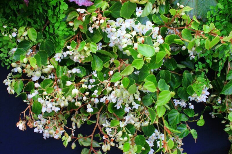 Begonia Solananthera