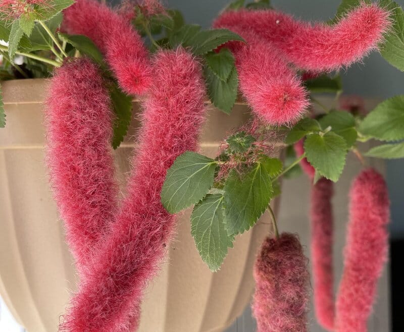 Acalypha Hispida - Chenille Plant, Fox Tail