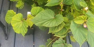 begonia grandis light requirements