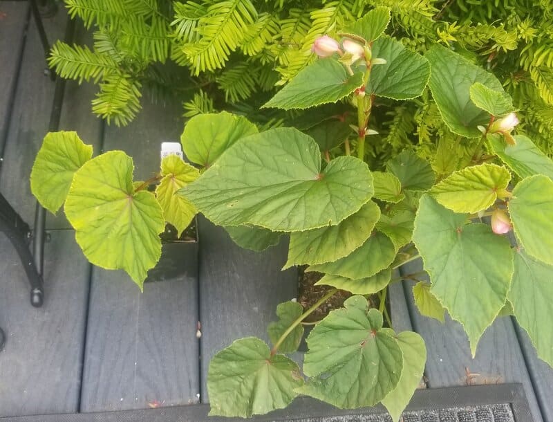 Begonia Care