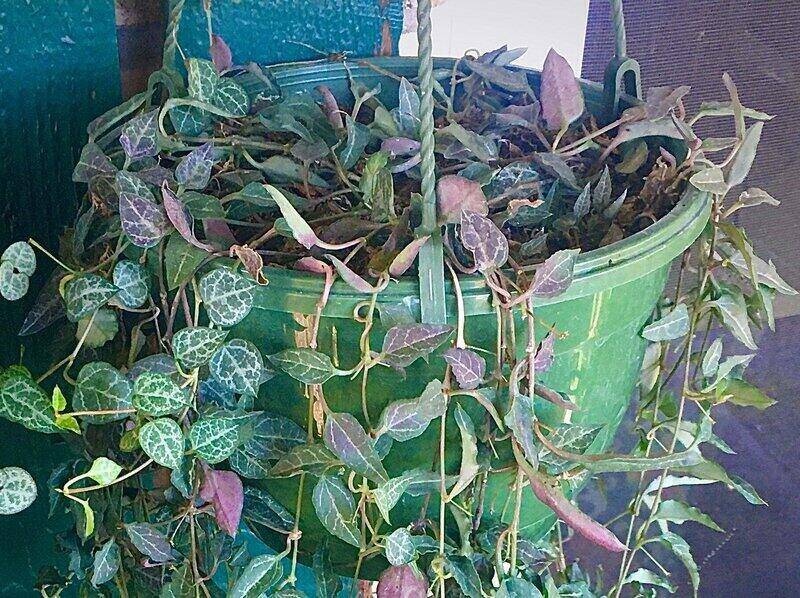 Ceropegia Linearis subsp. Woodii – String of Hearts
