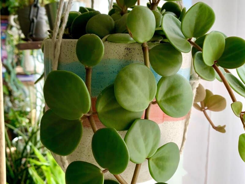 Peperomia Hope Light Requirements