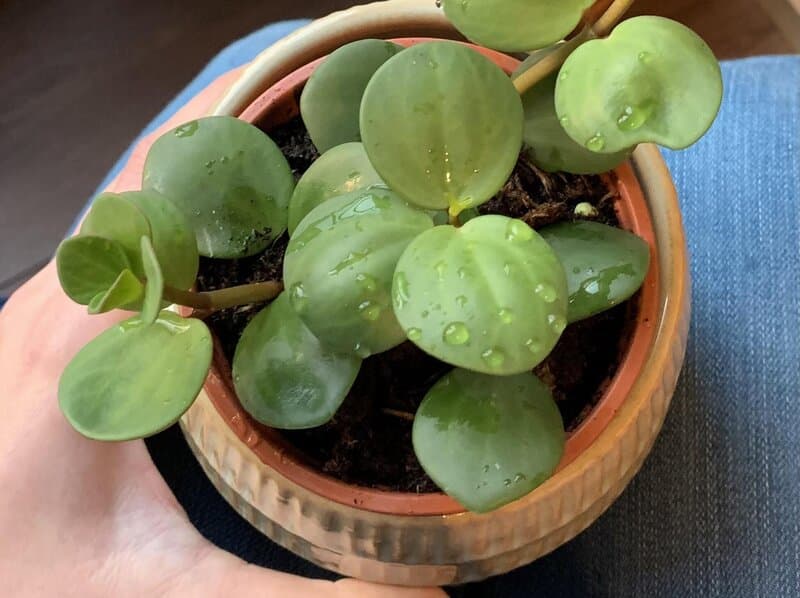 Fertilizing Peperomia Hope