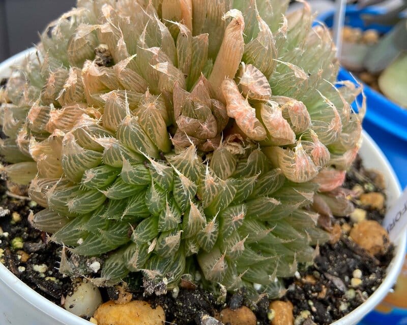 Haworthia Cymbiformis