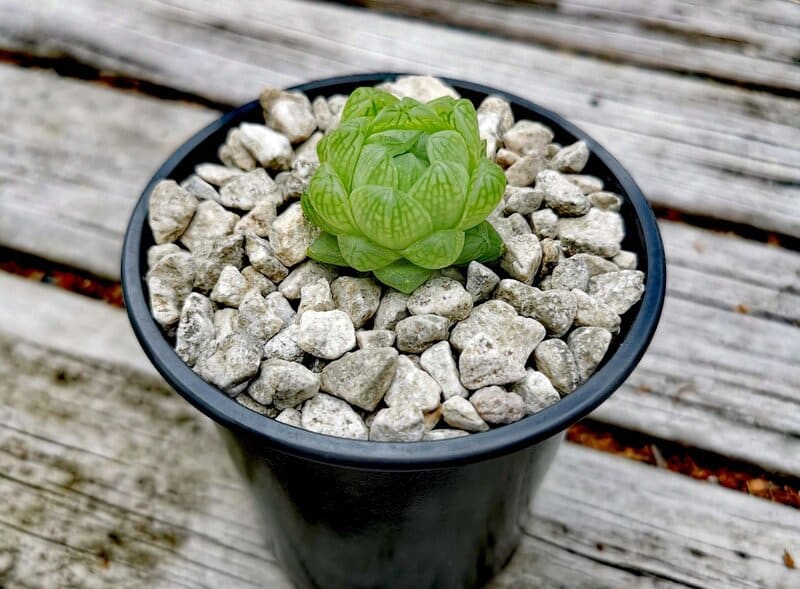 Temperature and Humidity Requirements for Haworhia Cymbiformis