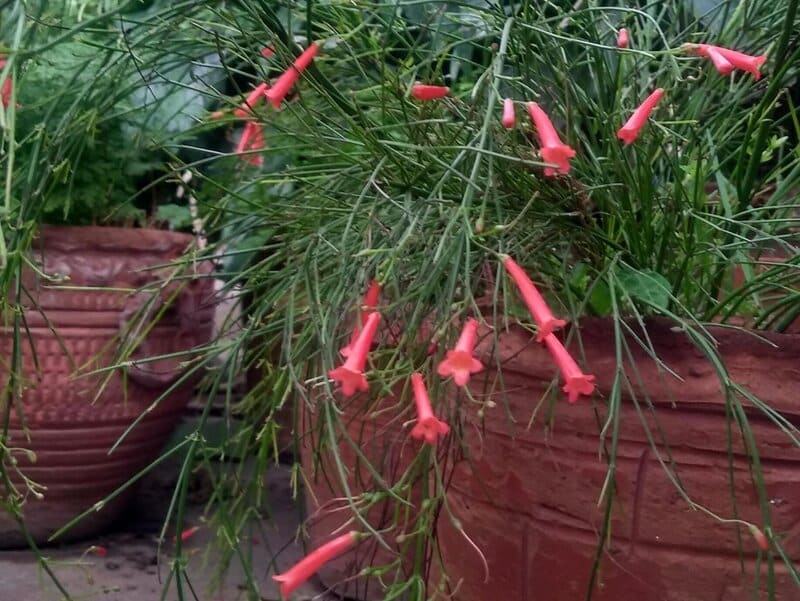 Firecracker Plant Temperature Requirements
