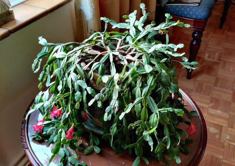 Christmas Cactus