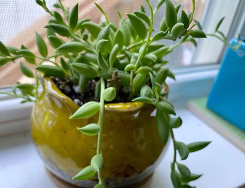 Senecio Radicans – String of Bananas