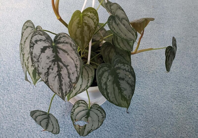 Temperature and Humidity Requirements