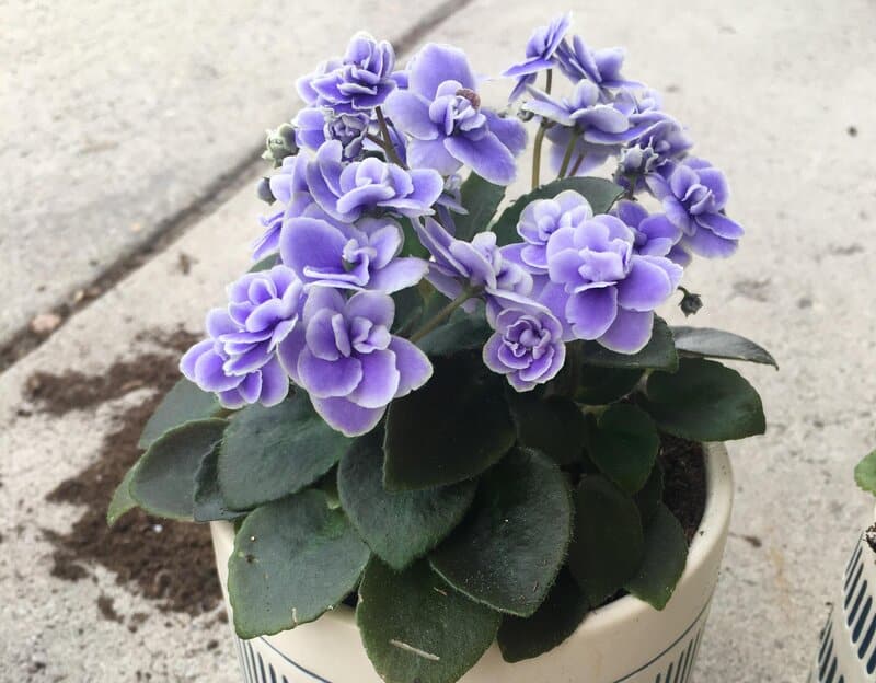 African Violet