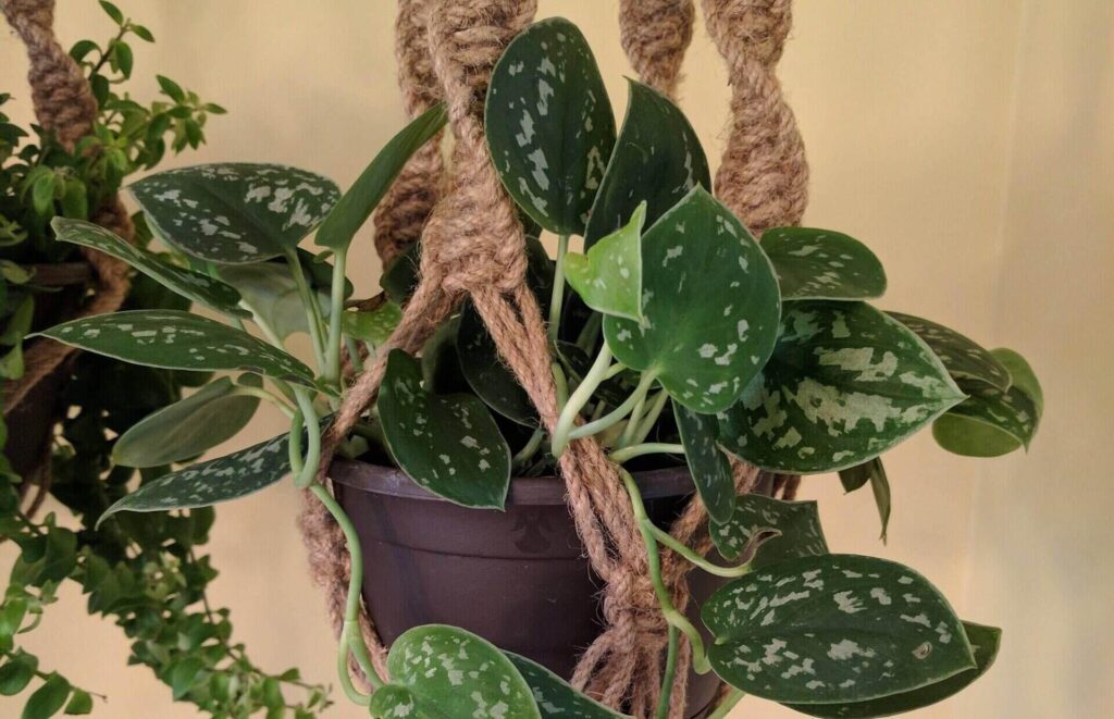 Hanging Plants for Indoors