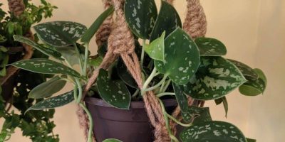 Hanging Plants for Indoors