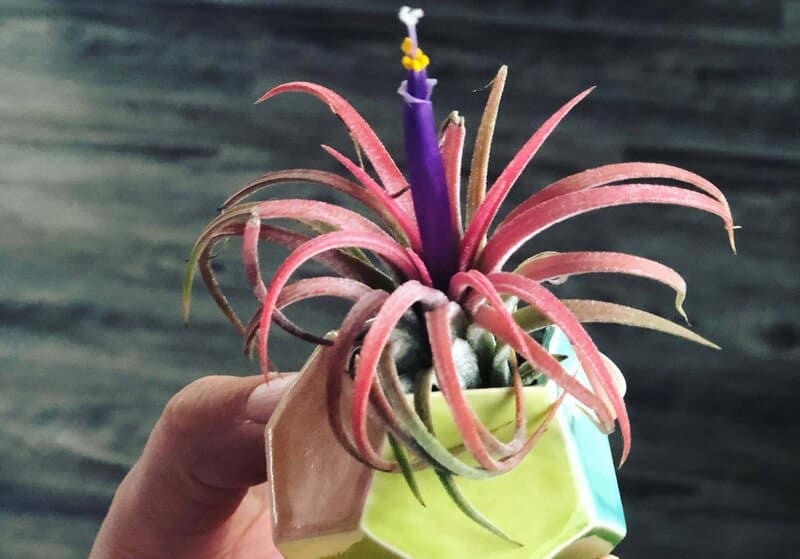 Air Plants