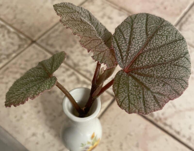 Begonia Grandis Propagation