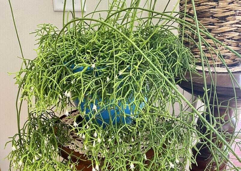 Rhipsalis spp. - Mistletoe Cacti