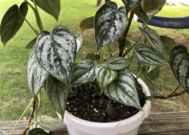 Pruning and Repotting Philodendron Brandtianum