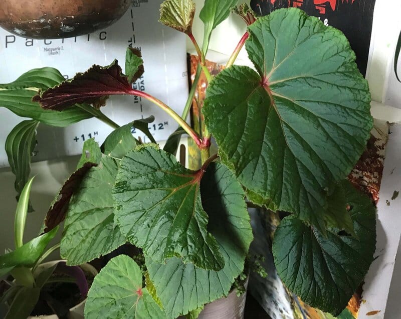 Repotting and Pruning Begonia Grandis