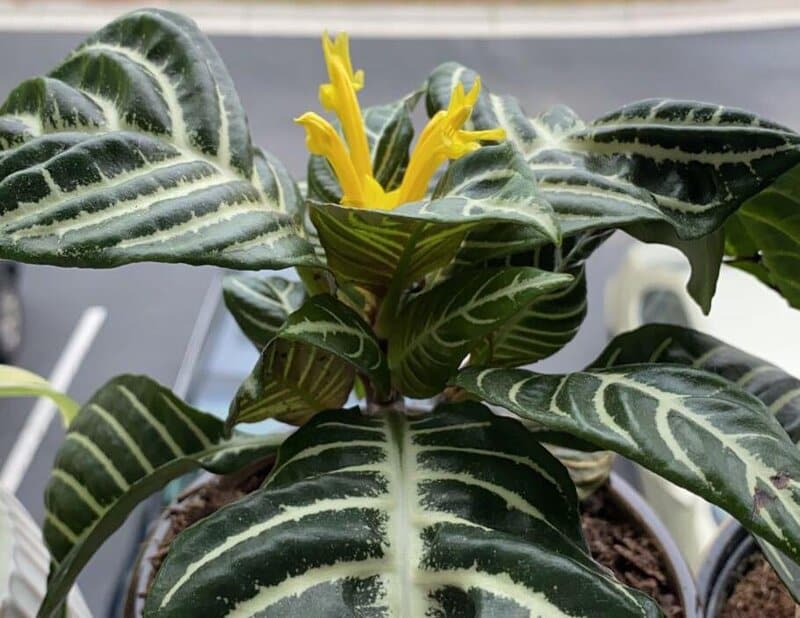 Zebra Plant