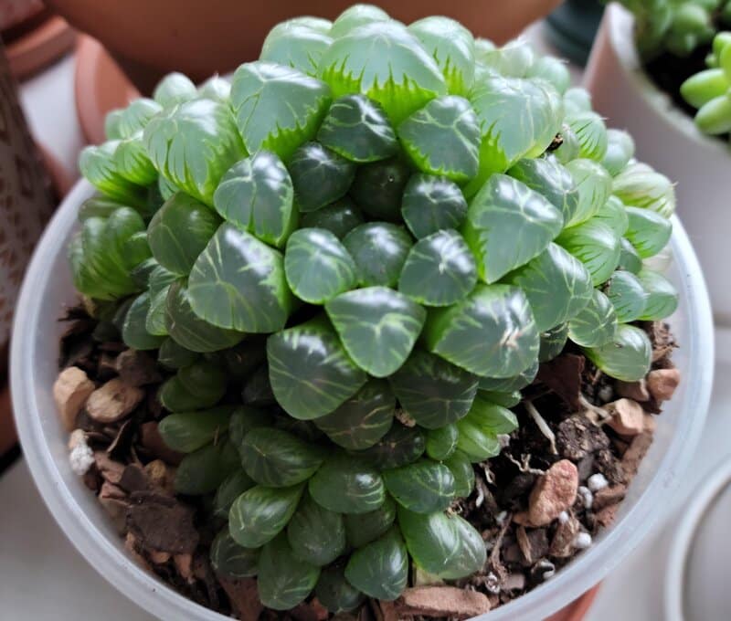 Pruning and Repotting Haworthia Cooperi