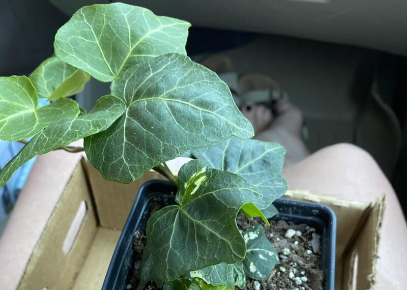 Hedera Helix - English Ivy