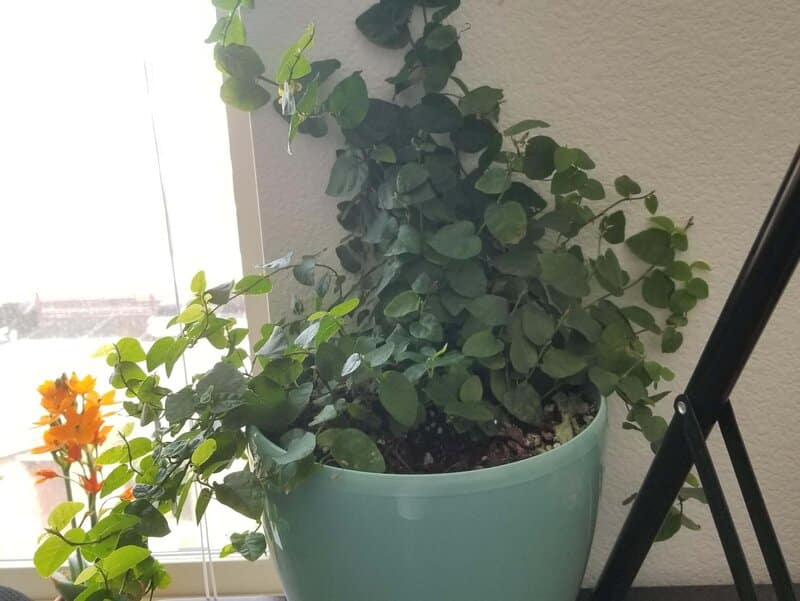 Ficus Pumila - Creeping Fig