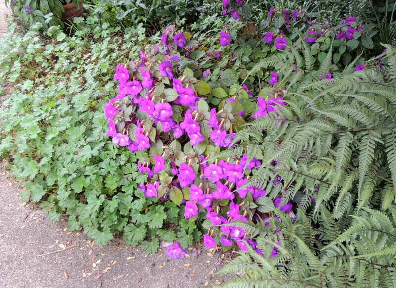 Achimenes - Hot-Water Plant