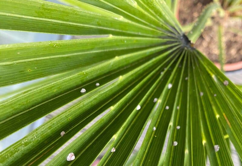 Dwarf Fan Palm