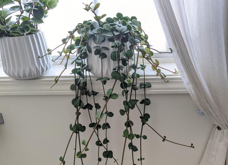 Peperomia Hope – General Facts