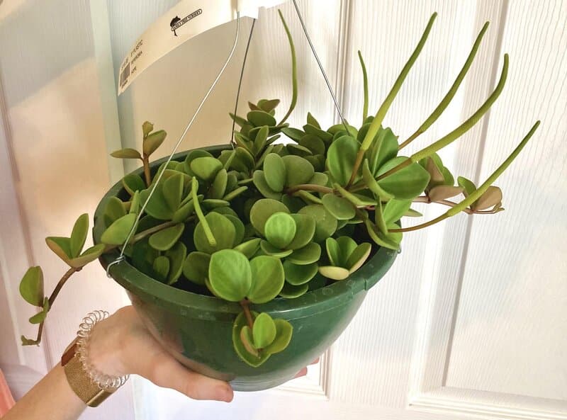 Temperature and Humidity for Peperomia Hope Care